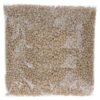 Raw Pine Nut